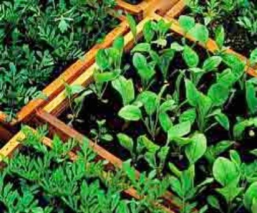 Trays-of-seedlings_for-web